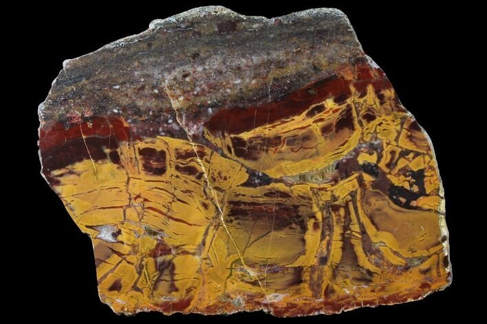 Polished, Chert-Replaced Domal Stromatolite Slab - Australia #132391